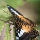 Brauner Segler (Parthenos sylvia)