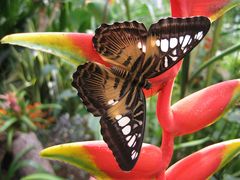 Brauner Segler, Parthenos sylvia