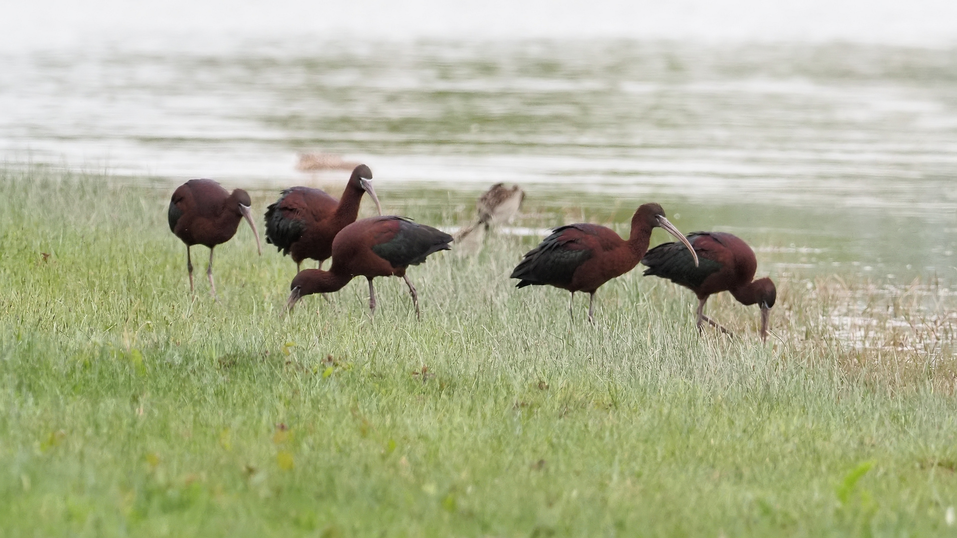 Brauner Sichler /  Brauner Ibis