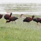 Brauner Sichler /  Brauner Ibis