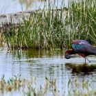 "Brauner Sichler", im Albufera Park