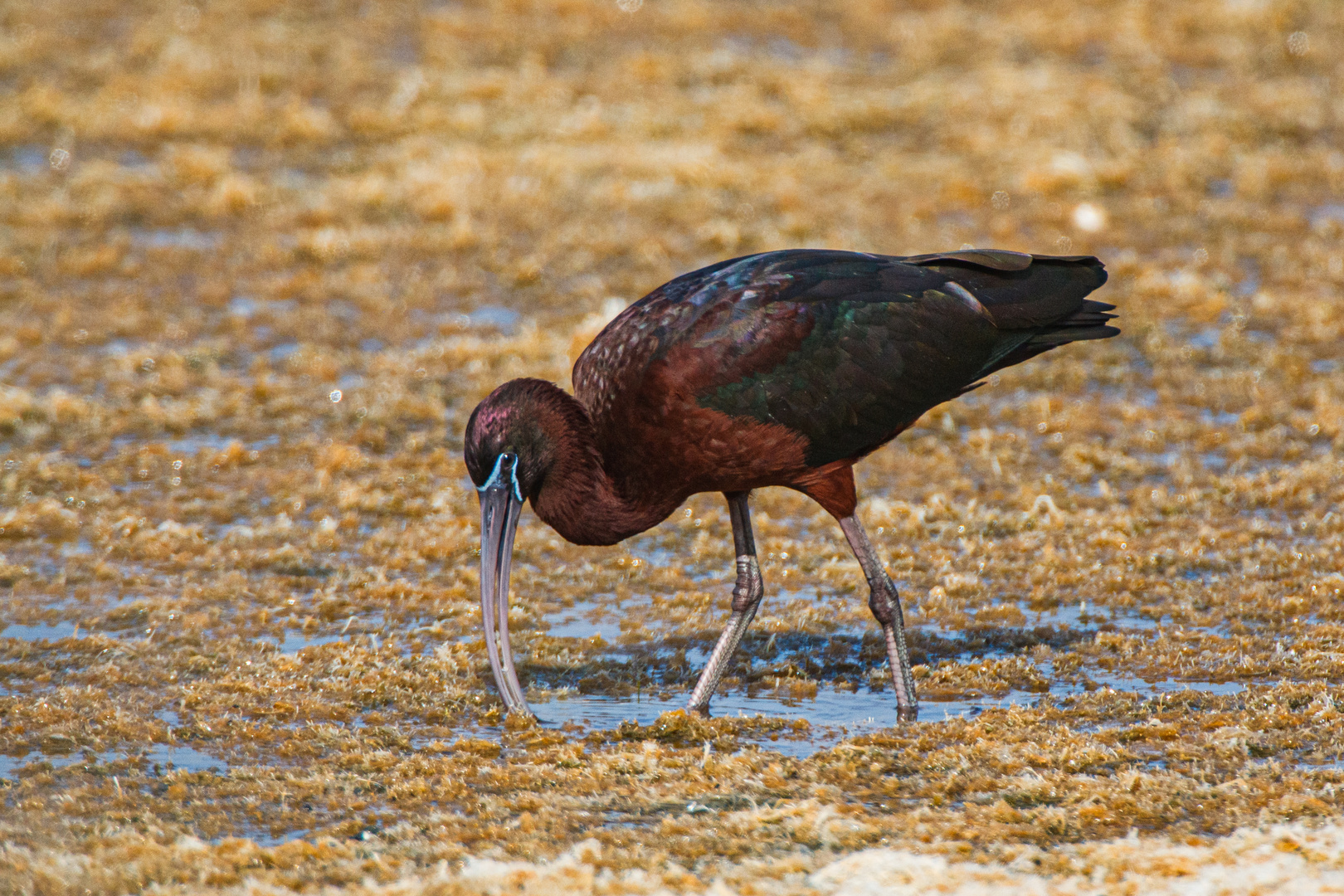 Brauner Sichler (Plegadis falcinellus)