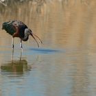 Brauner Sichler (Plegadis falcinellus)