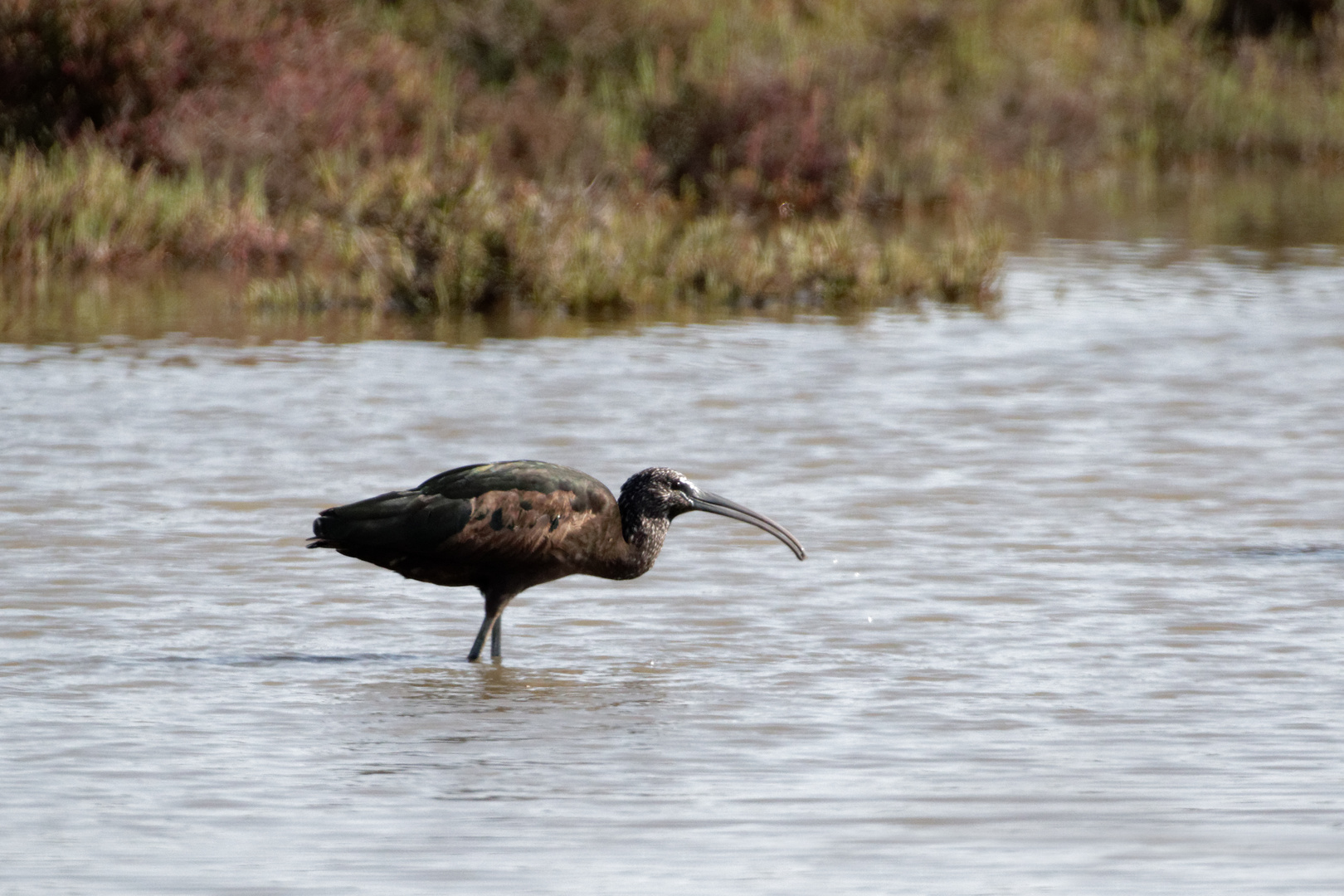 Brauner Sichler (Plegadis falcinellus)