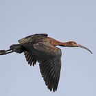 Brauner Sichler (Plegadis falcinellus)