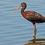 Brauner Sichler (Plegadis falcinellus)