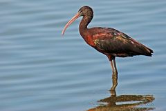 Brauner Sichler (Plegadis falcinellus)