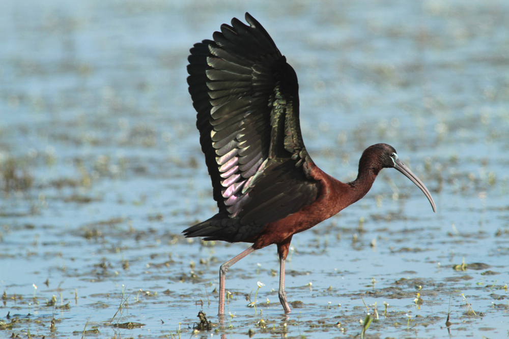 Brauner Sichler (Plegadis falcinellus)