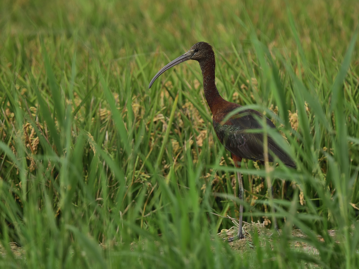 Brauner Sichler (Plegadis falcinellus), glossy ibis, Morito común