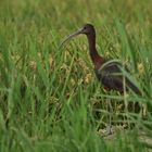 Brauner Sichler (Plegadis falcinellus), glossy ibis, Morito común
