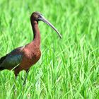 Brauner Sichler (Plegadis falcinellus), glossy ibis, Morito comun