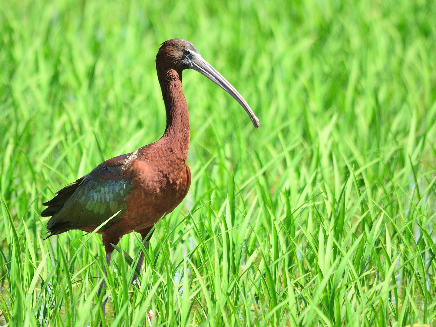 Brauner Sichler (Plegadis falcinellus), glossy ibis, Morito común