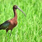 Brauner Sichler (Plegadis falcinellus), glossy ibis, Morito común