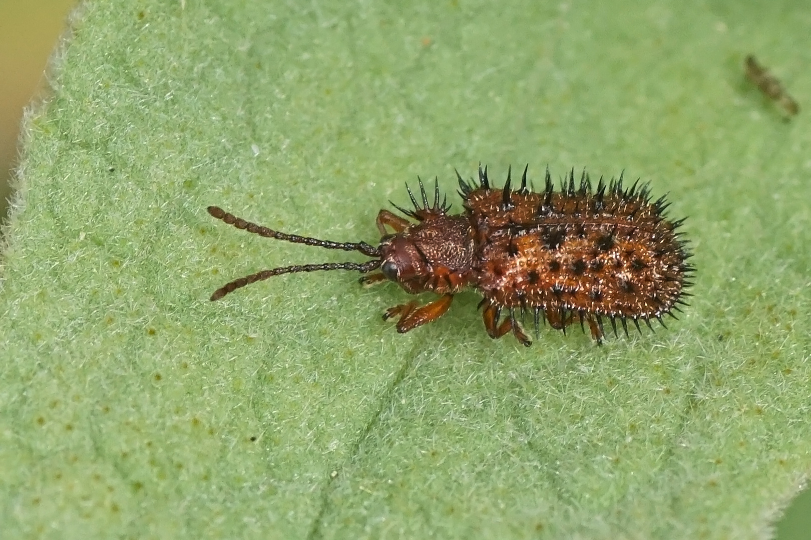 Brauner Stachelkäfer (Hispella testacea)