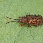 Brauner Stachelkäfer (Hispella testacea)