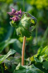 Brauner Storchschnabel (Geranium phaeum), mourning widow