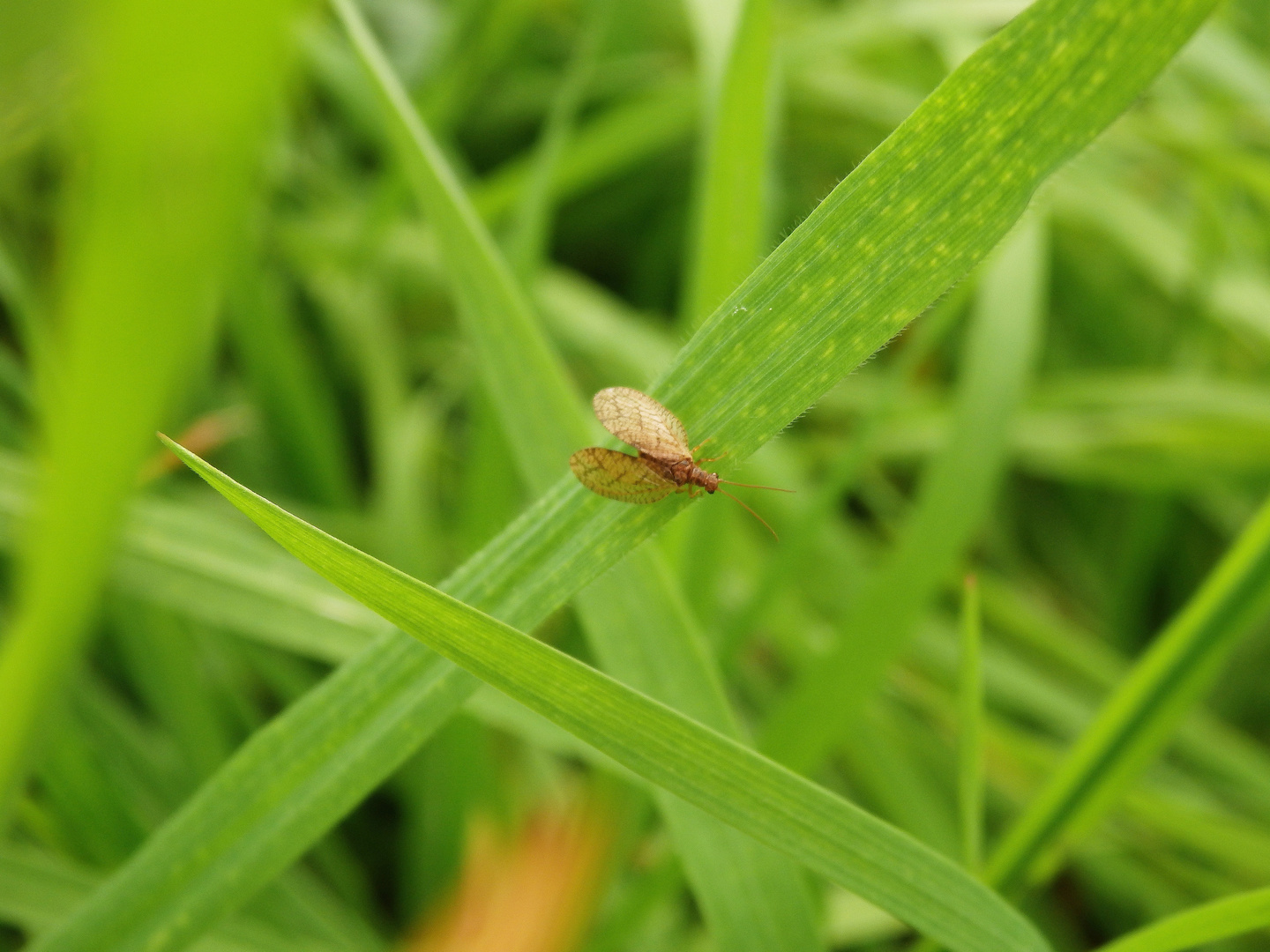 Brauner Taghaft (Micromus angulatus) (?)