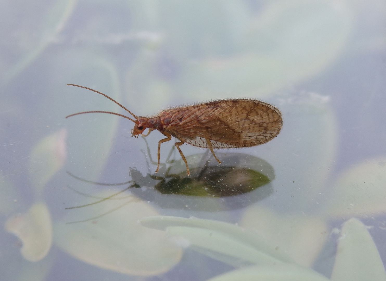 Brauner Taghaft (Micromus angulatus) (?)