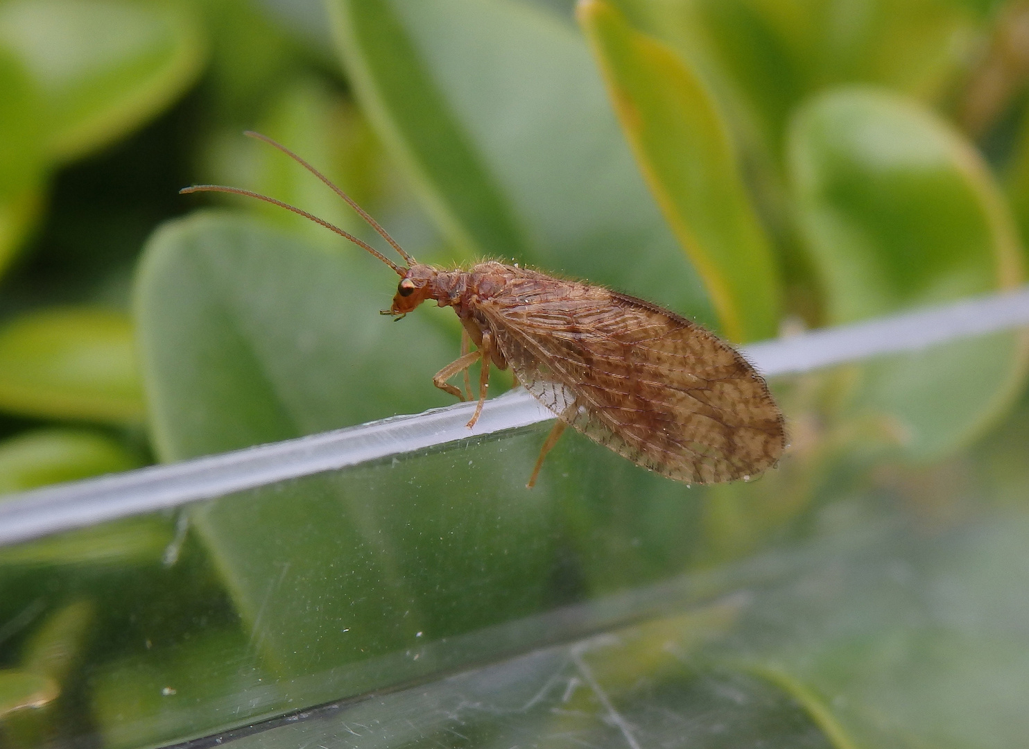 Brauner Taghaft (Micromus angulatus) (?)