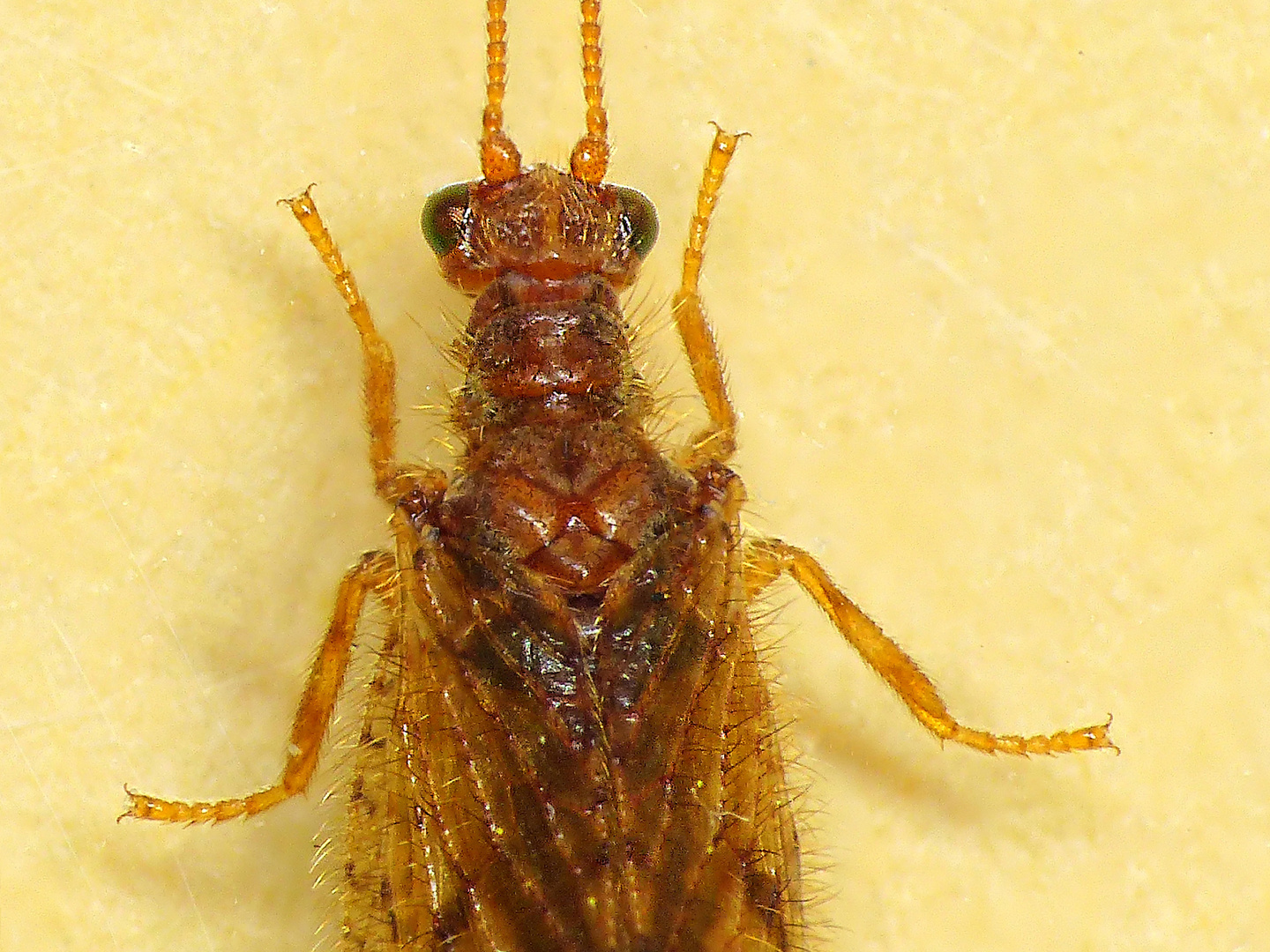 Brauner Taghaft (Micromus angulatus) (?) - Stack