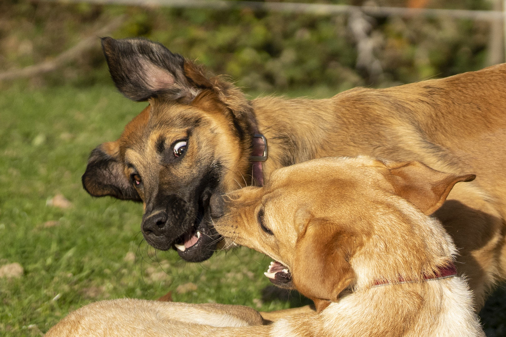 "Brauner" und "Isa"-2