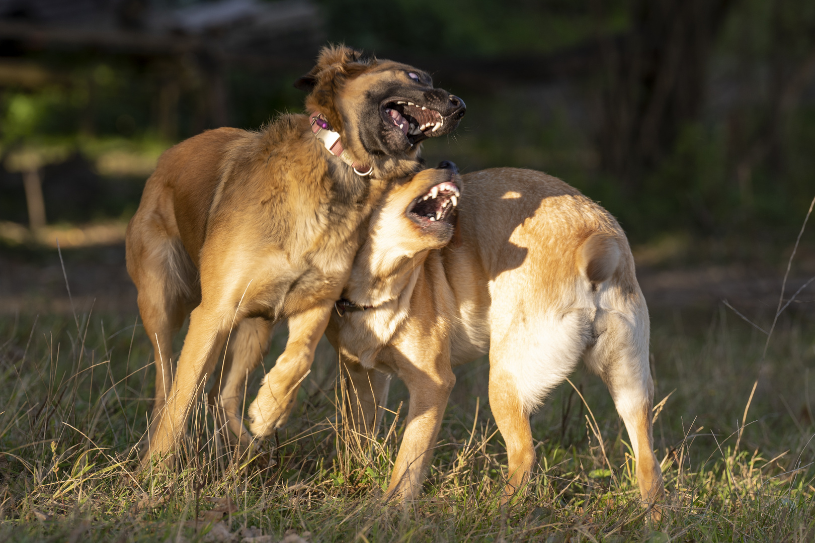 "Brauner" und "Isa" spielen ...