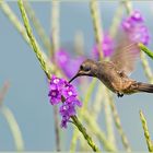 Brauner Veilchenohrkolibri, brown violetear [Colibri delphinae]