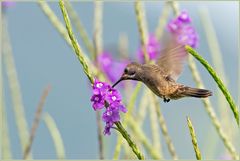 Brauner Veilchenohrkolibri, brown violetear [Colibri delphinae]