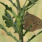 Brauner Vogel im Grünen