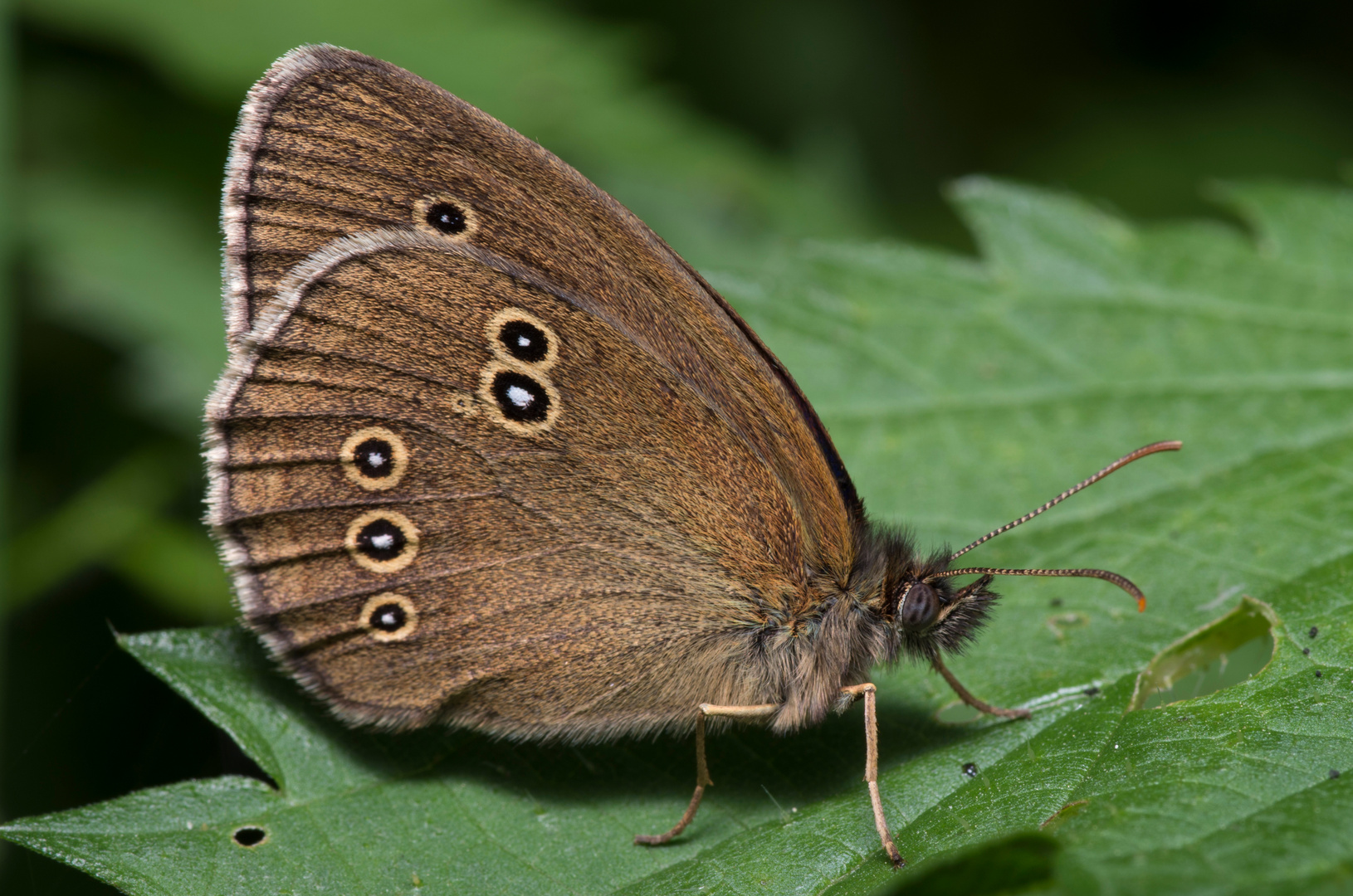 Brauner Waldvogel (01)