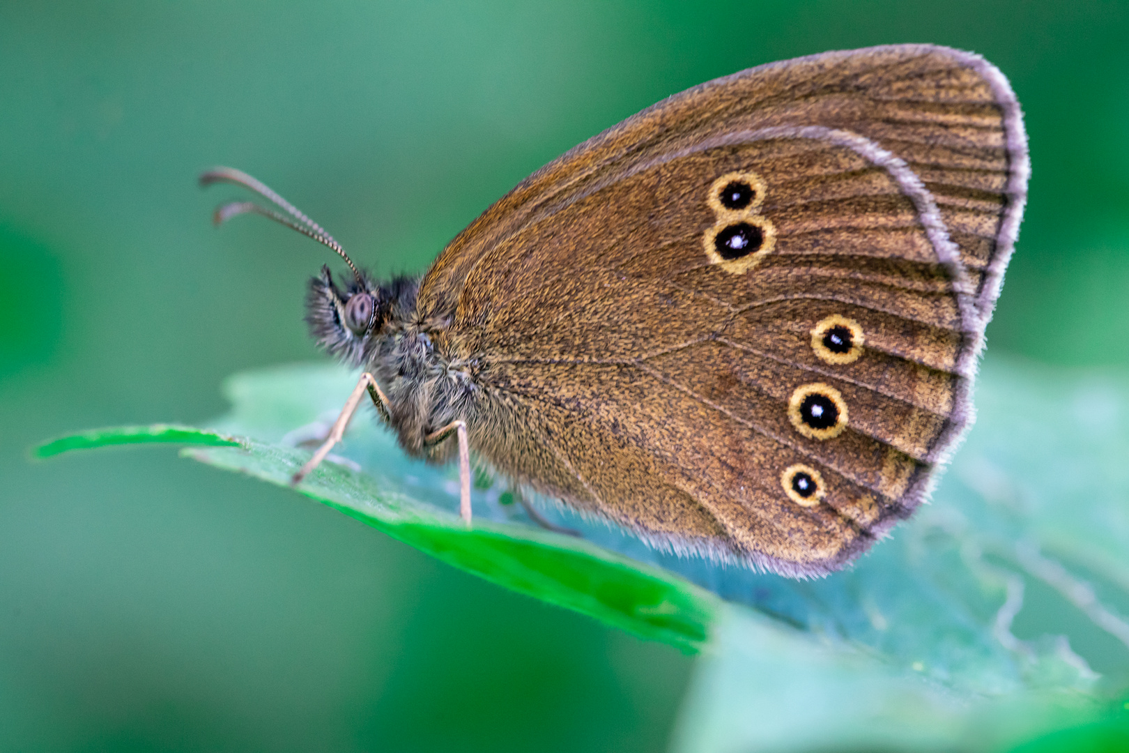 Brauner Waldvogel