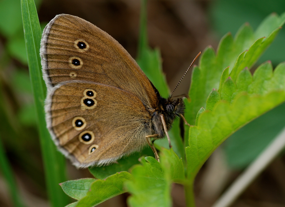 Brauner Waldvogel