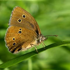 Brauner Waldvogel