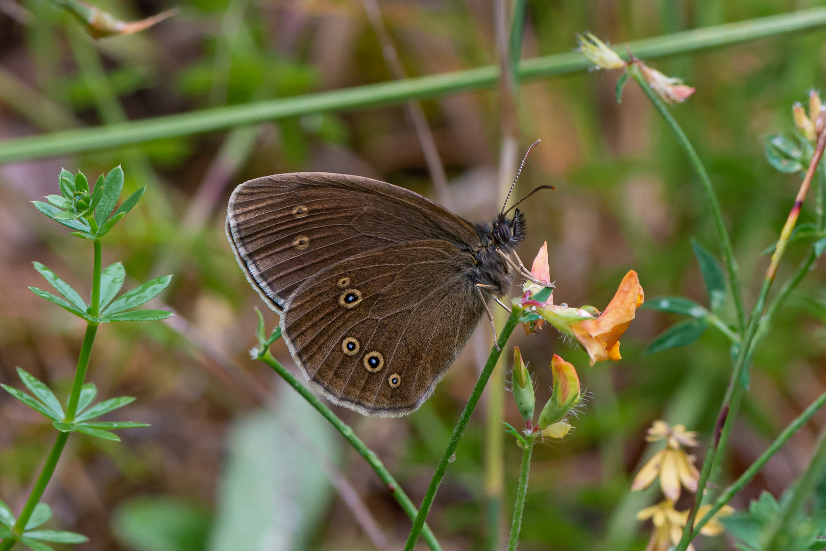 Brauner Waldvogel