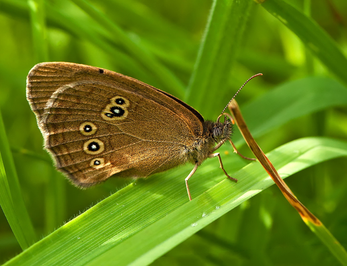 Brauner Waldvogel