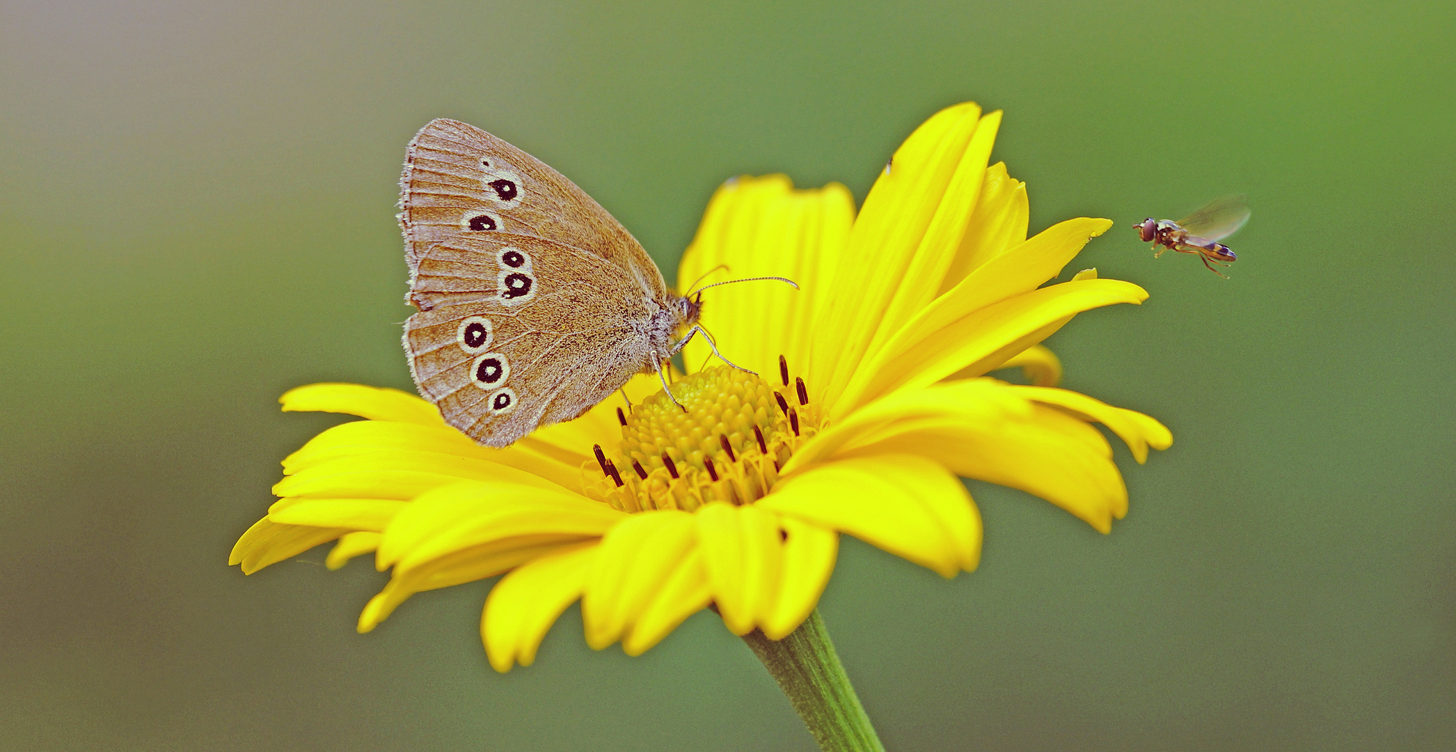 Brauner Waldvogel 