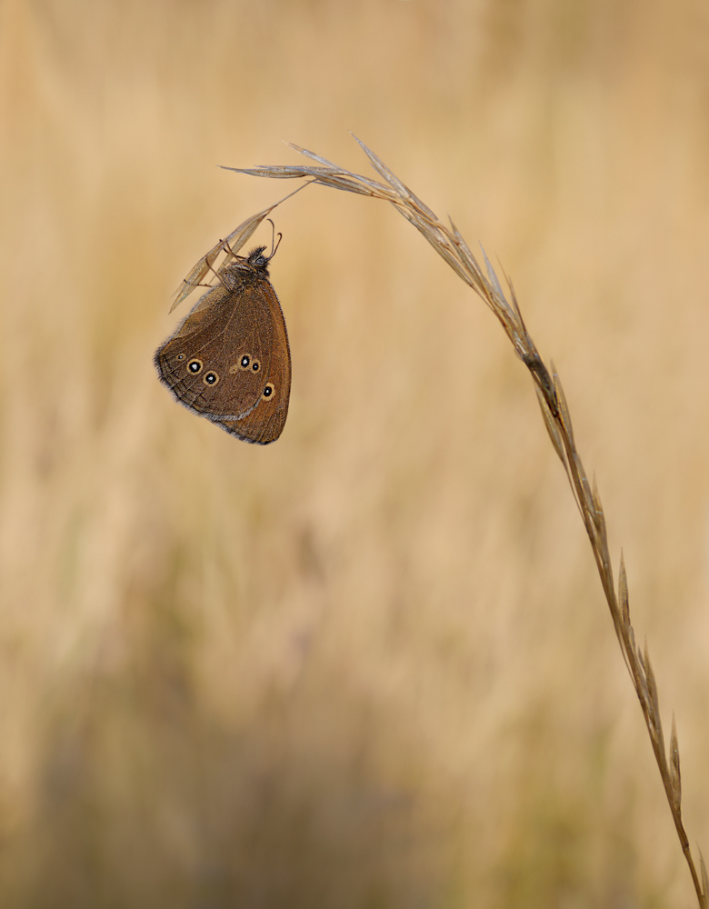 Brauner Waldvogel