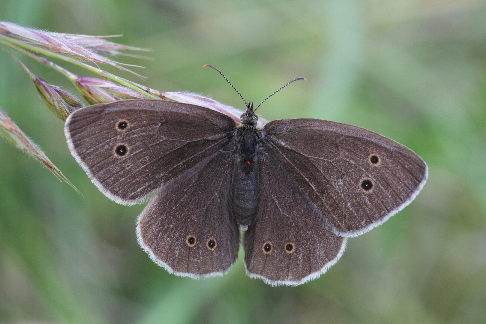 Brauner Waldvogel