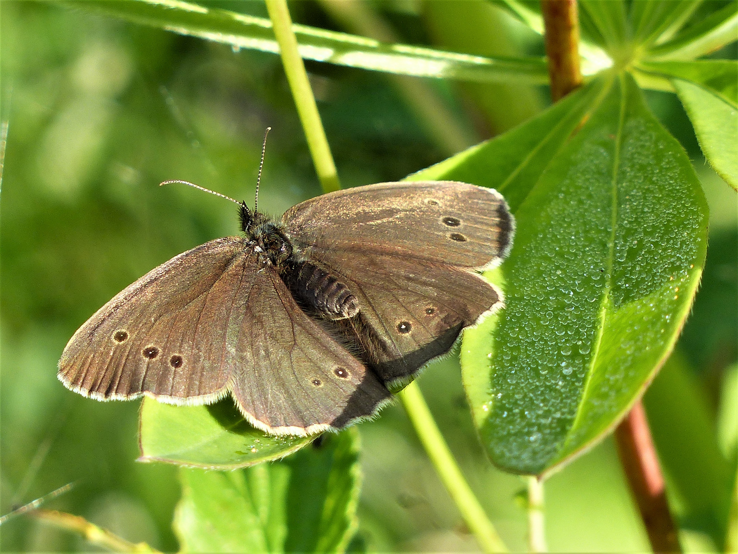 Brauner Waldvogel