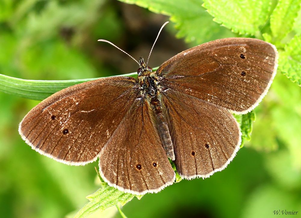 Brauner Waldvogel