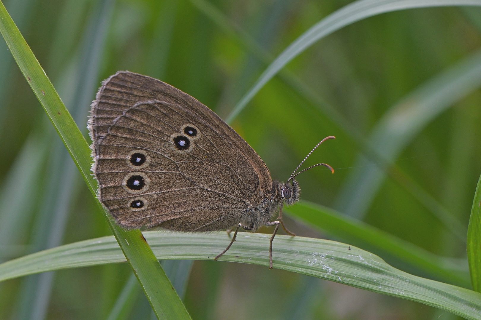 Brauner Waldvogel