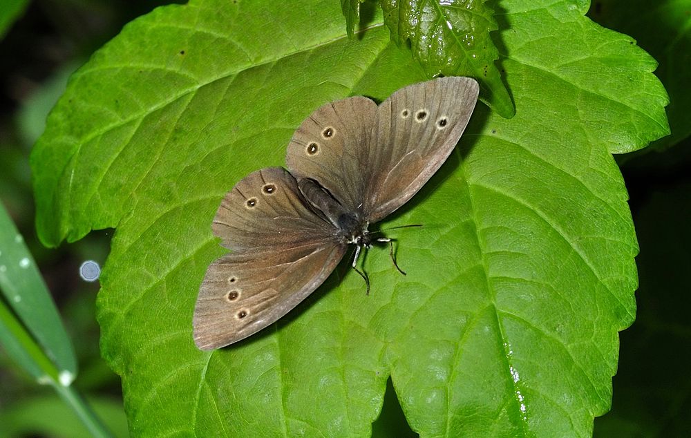 Brauner Waldvogel 1