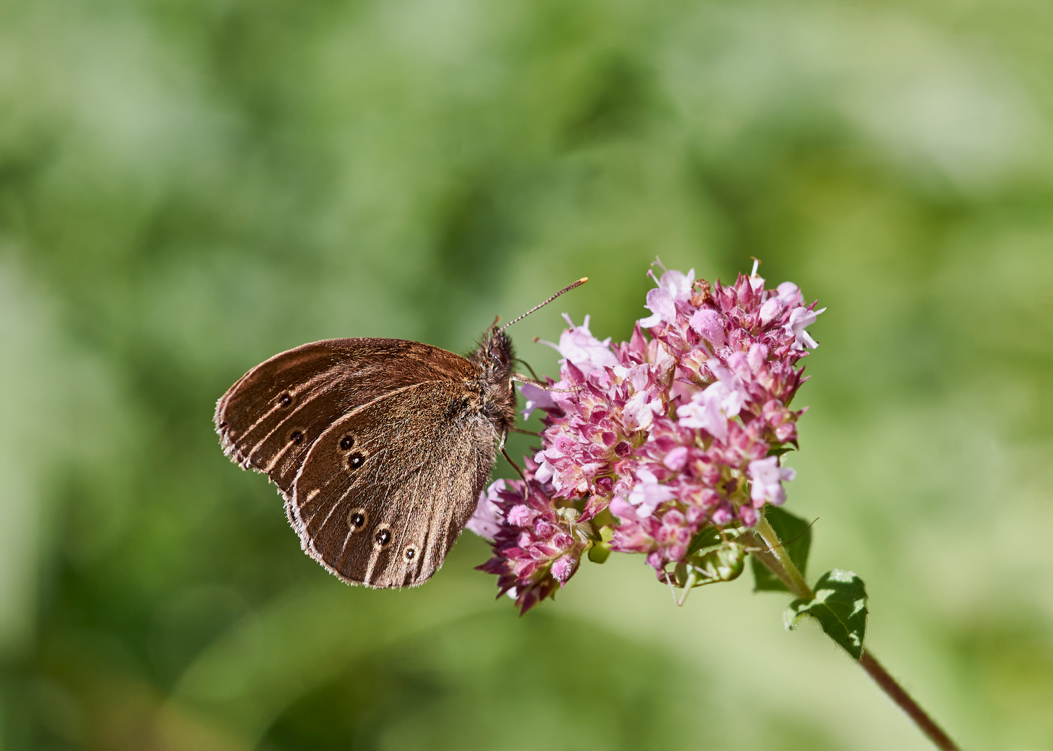 Brauner Waldvogel