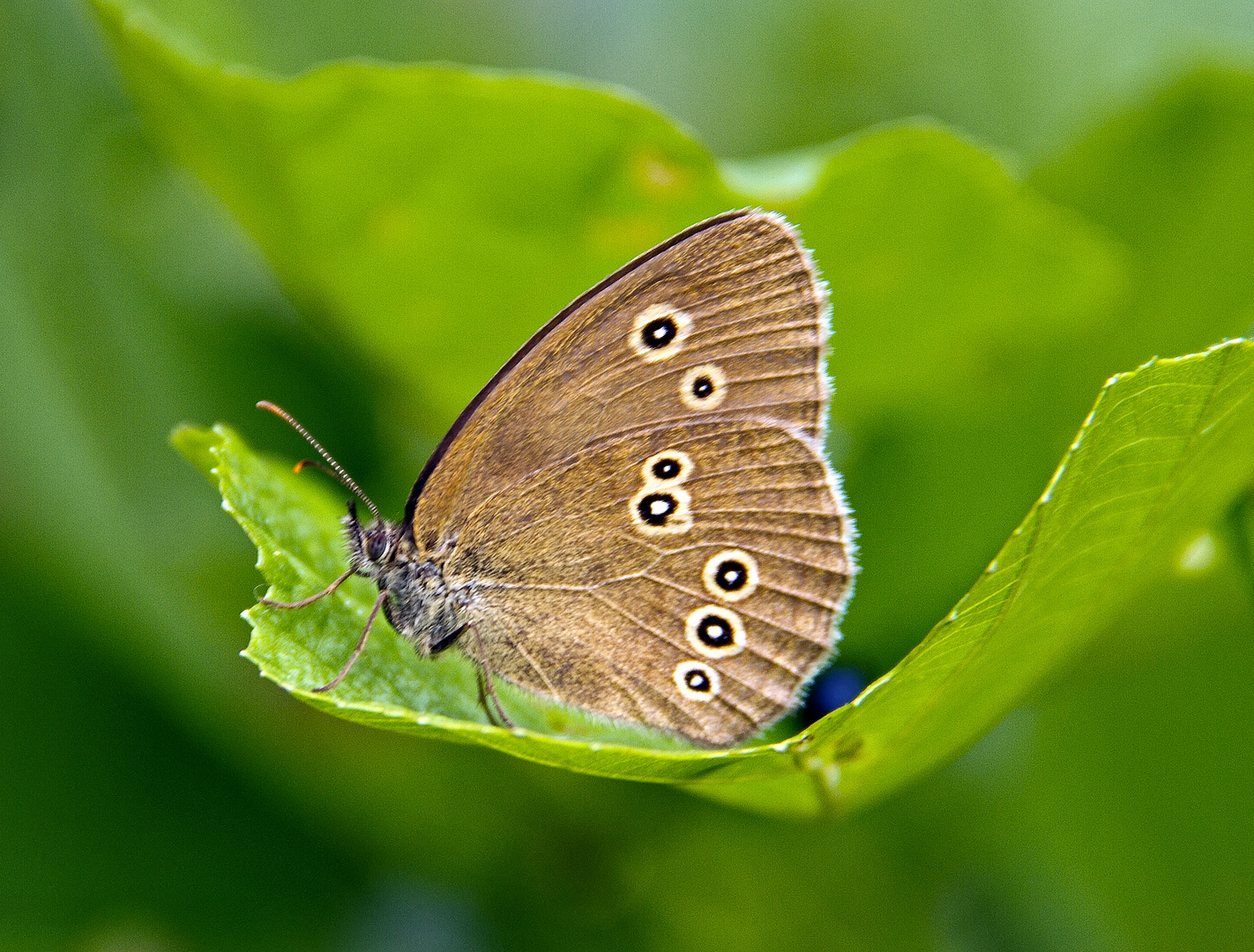 Brauner Waldvogel