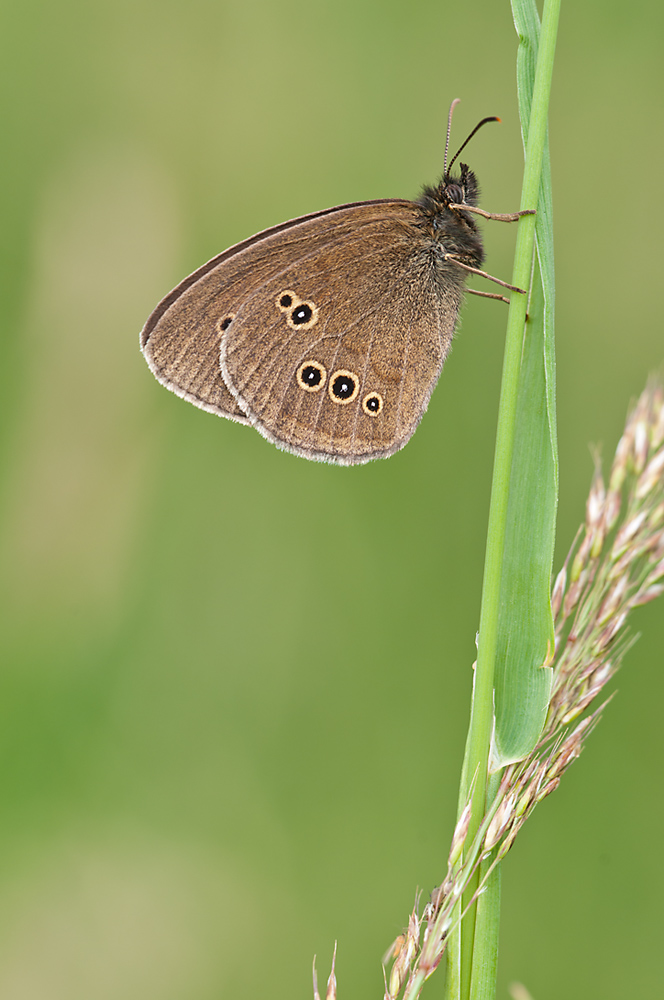 Brauner Waldvogel