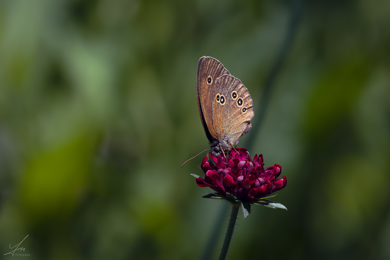 Brauner Waldvogel