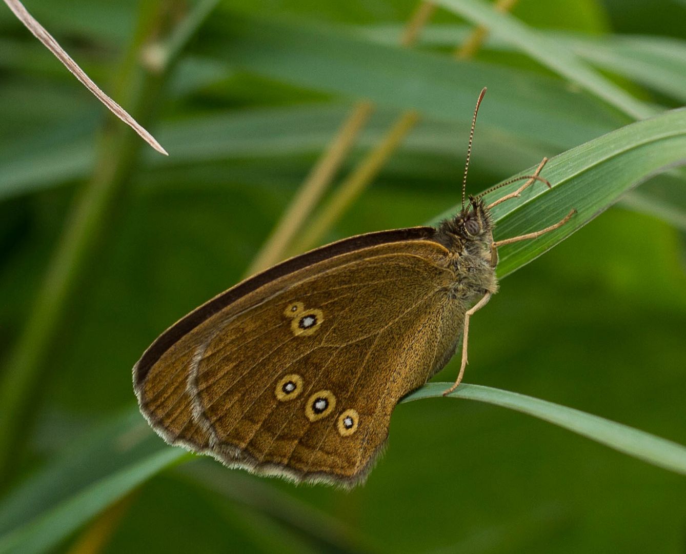 Brauner Waldvogel