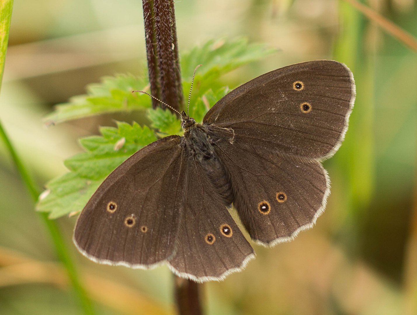 Brauner Waldvogel 2