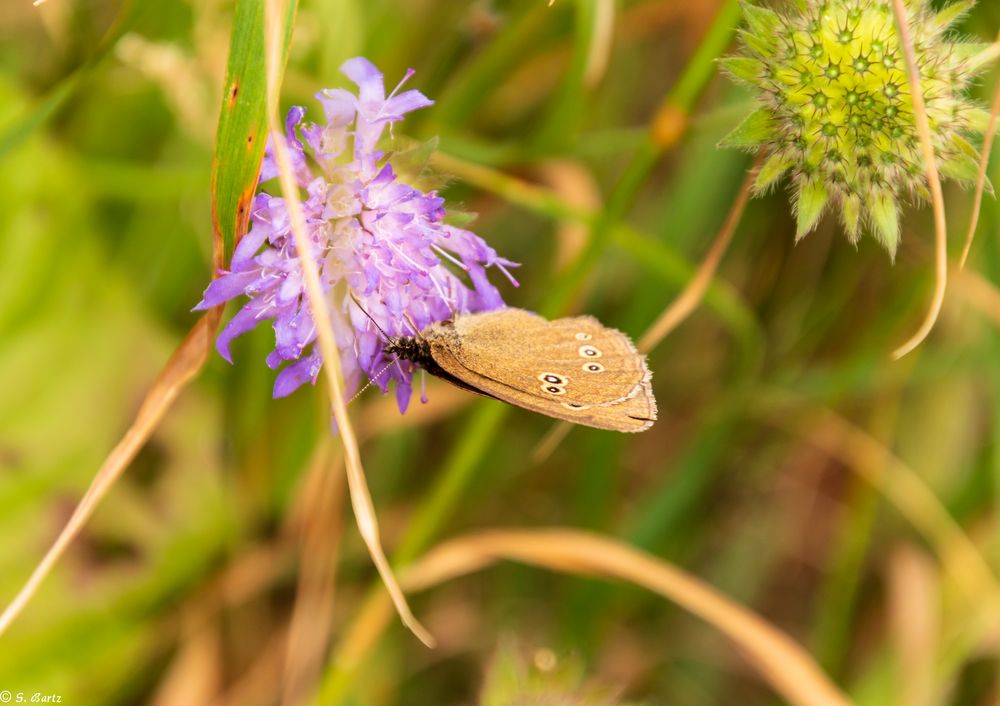 Brauner Waldvogel (2)