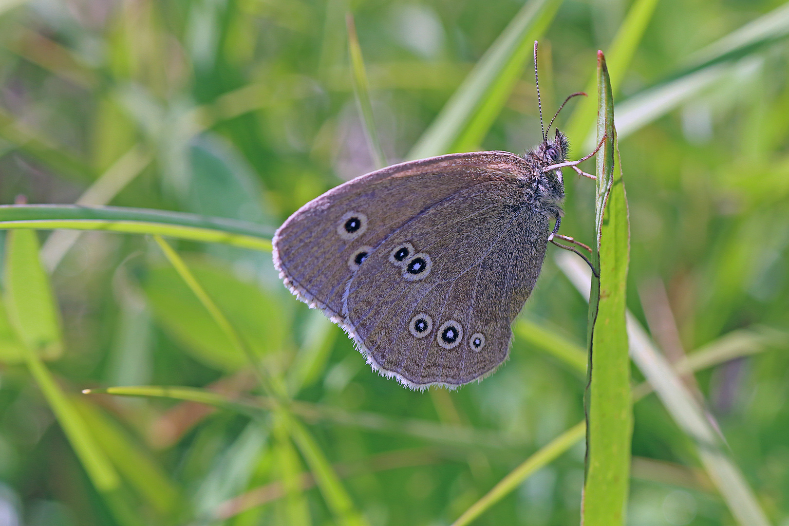 Brauner Waldvogel (2)